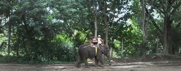 Bali elephant riding