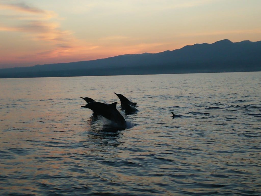 Lovina Dolphin Package