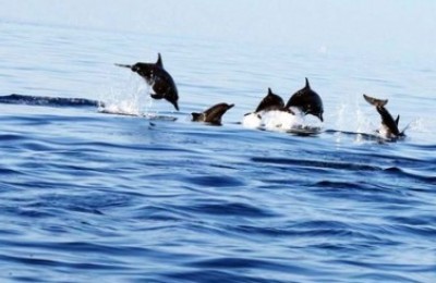 Lovina dolphin tour