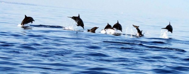 Lovina dolphin tour