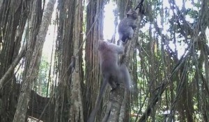 Ubud Monkey Forest 