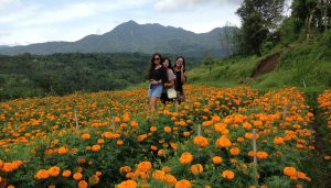 Belok Village Bali Marigold Farm