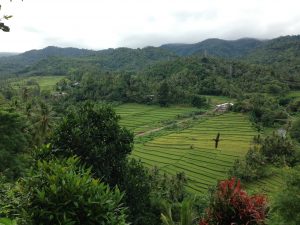 Kekeran Busung Biu Rice Terrace